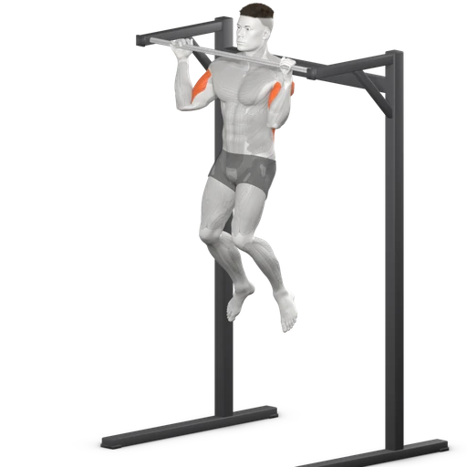 Pull-up, end: chin above the bar